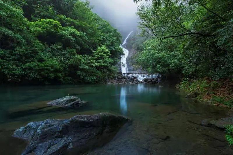 爱吃叶子的毛毛虫
